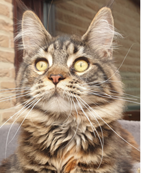 Maine coon , kim
