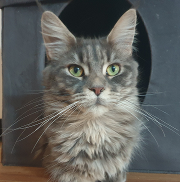 Maine coon , Selma