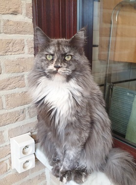Maine coon, Dorien