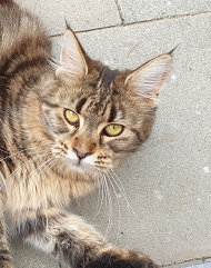 Maine coon , kim