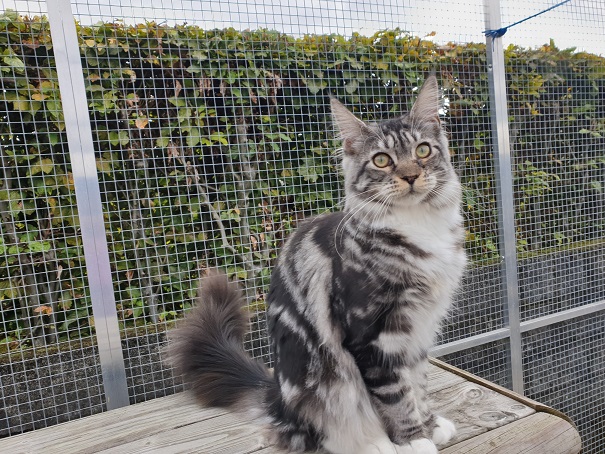 Maine coon, Silke